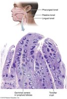 Histology of the palatine tonsil
