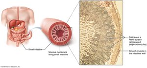 Peyer's patch (aggregated lymphoid nodules)