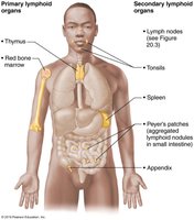 Lymphoid organs