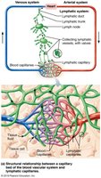 Distribution and special features of lymphatic capillaries