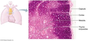 The thymus