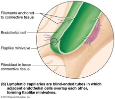 Lymphatic capillaries minivalve structure