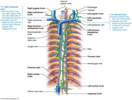 Major lymphatic trunks and ducts