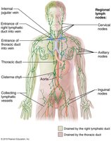 The lymphatic system