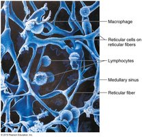 Reticular connective tissue in a human lymph node