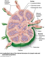 Structure of a lymph node
