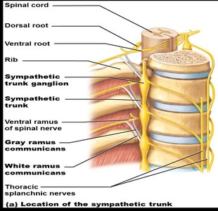 Sympathetic trunk and ganglia pathways