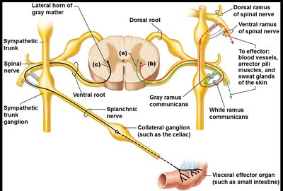 Sympathetic pathways to organs