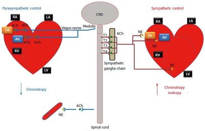 Neurotransmitter and receptor pathways in the ANS