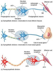 Table of cholinergic and adrenergic receptors