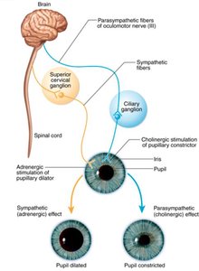 Diagram of hypothalamic control of ANS