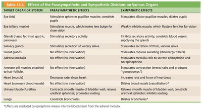 Table of effects of parasympathetic and sympathetic divisions on organs