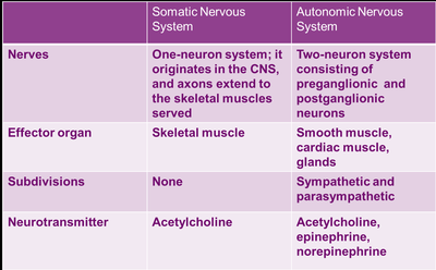 Comparison table of somatic and autonomic nervous systems