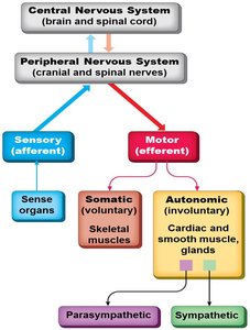 Diagram of nervous system divisions