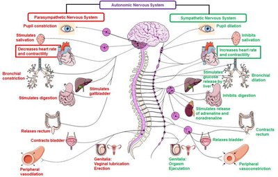 Diagram of sympathetic and parasympathetic effects on organs