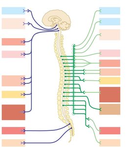 Parasympathetic and sympathetic outflow diagram