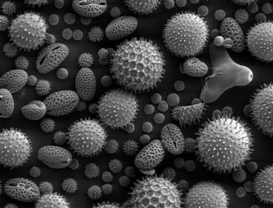 SEM image of pollen grains