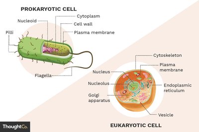 Comparison of prokaryotic and eukaryotic cells