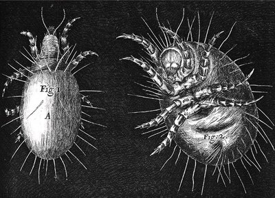 Hooke's Micrographia illustration