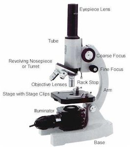 Compound Light Microscope