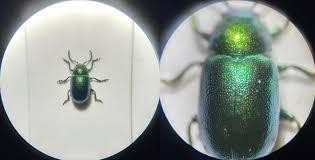 Stereomicroscope view of an insect