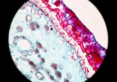 Bright-field microscopy of stained tissue