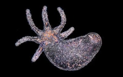 Phase-contrast microscopy of protozoan