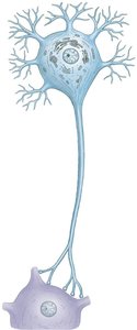 Structure of a neuron with axon and dendrites