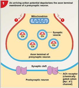 Step 1: Action potential arrives at axon terminal
