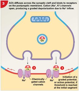 Step 3: Neurotransmitter binds to postsynaptic receptors, Na+ influx