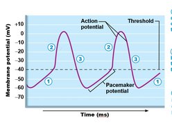 Action potential in autorhythmic cardiac cells