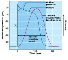 Action potential in contractile cardiac muscle cells