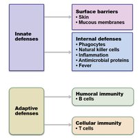 Immune system lines of defense diagram