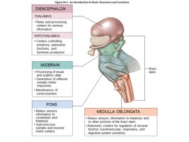Brainstem and its major components