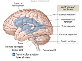 Ventricular system of the brain