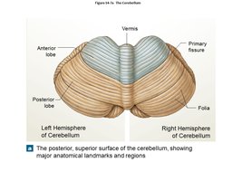 Superior view of the cerebellum showing major lobes