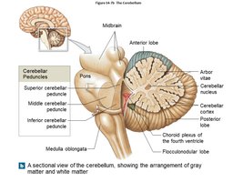 Sectional view of the cerebellum showing gray and white matter
