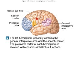 Labeled diagram of the left cerebral hemisphere showing functional areas
