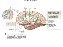 Diagram of the limbic system and its components
