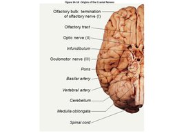 Origin of cranial nerves on the brain's inferior surface