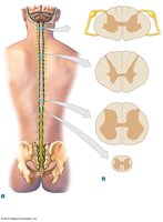 Spinal cord with cross-sections showing white and gray matter