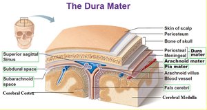 Diagram of the dura mater and meningeal layers