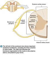 Sectional anatomy of the spinal cord showing white and gray matter