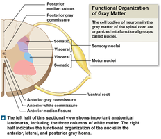 Functional organization of gray matter in the spinal cord