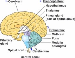 Diagram of the brain showing major regions