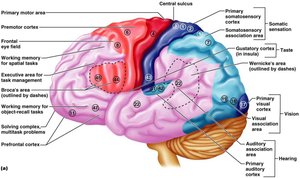 Lateral view of the brain with functional areas labeled