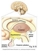 Diagram of the diencephalon and associated structures