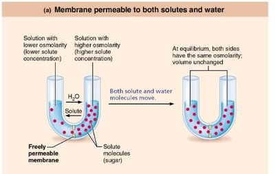 Membrane permeability: solutes and water