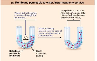 Osmosis: water movement only