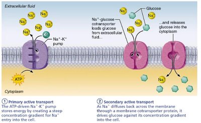 Primary and secondary active transport